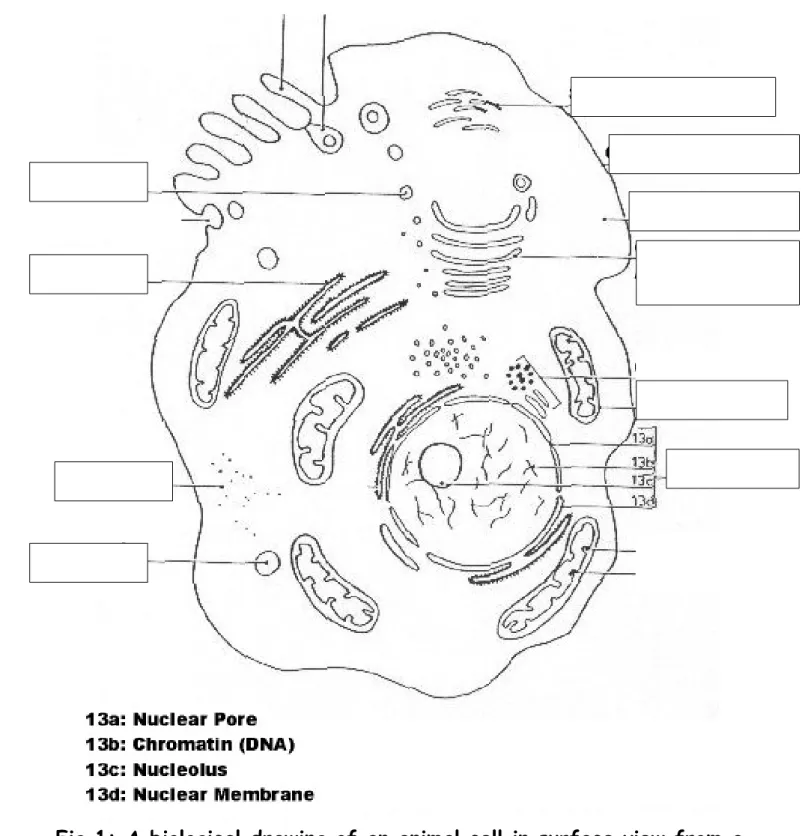 Fig 1: A biological drawing of an animal cell in surface view from a transmission electron micrograph