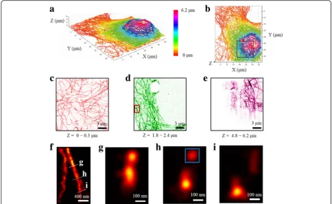 Fig. 2 Superresolution, 3D reconstruction of microtubules of a whole COS-7 cell. a Perspective view of the whole-cell super-resolution image.b Top-view image of (a)