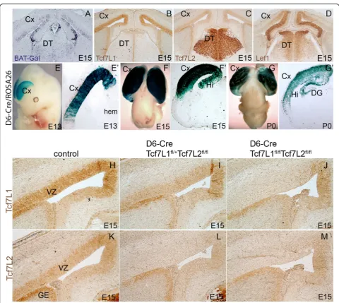 Fig. 1 Tcf7L1 and TCF7L2 expression in the cortical VZ.Tcf7L1ROSA26 descendant cells in the neocortex at E13, E15 and newborns (P0) showing the Cre activity in the neocortex (Cx), hippocampus(Hi) and very weakly in the dentate gyrus (DG).E15 shows high exp