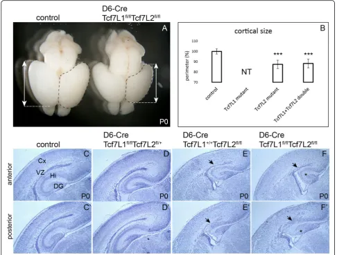 Fig. 2 Hypoplasia of the neocortex and disruption of the ventricular zone in D6-Cre/Tcf7L1fl/fl/Tcf7L2fl/fl mutants