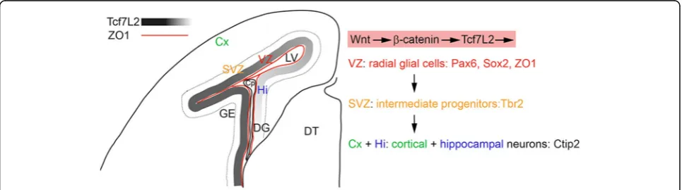 Fig. 5 Summary diagram illustrating a part of the anatomical structure of one hemisphere of the embryonic forebrain at E17
