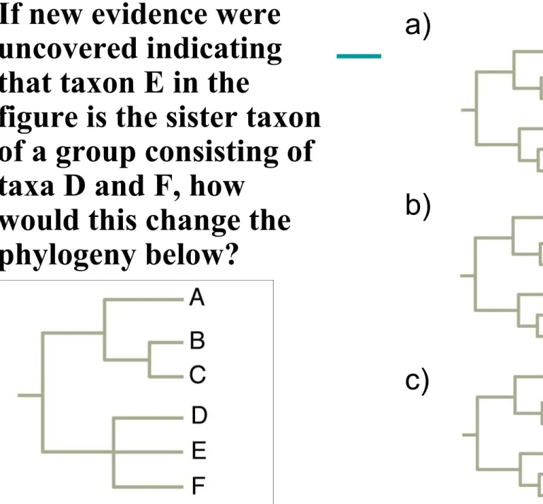 figure is the sister taxon  of a group consisting of  taxa D and F, how 