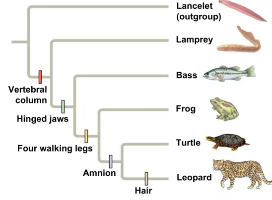 Figure 26.11 TAXA Lancelet (outgroup) Lamprey Bass Frog Turtle LeopardVertebralcolumn(backbone)Four walkinglegsHinged jawsAmnion Hair Vertebral column Hinged jaws Four walking legs