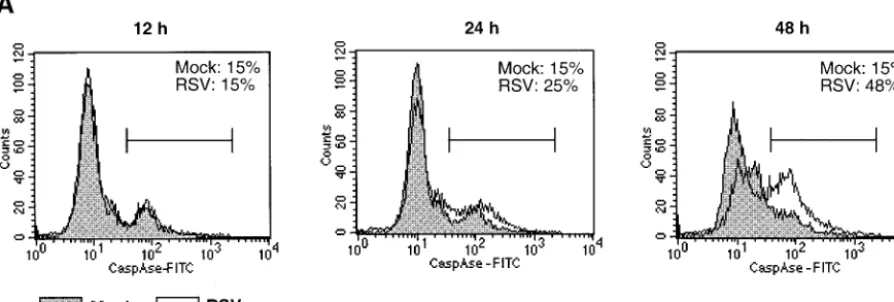FIG. 3. Induction and activation of intracellular caspases in response to RSV infection