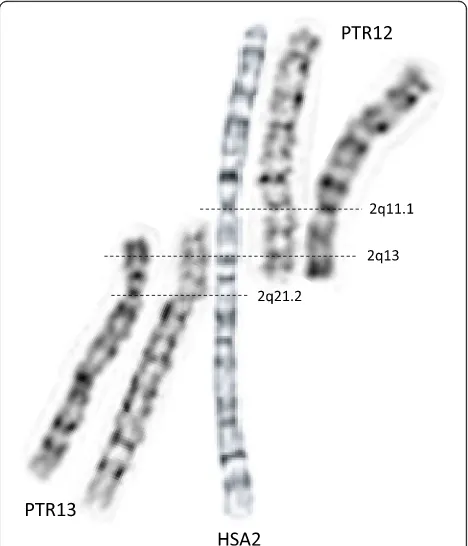 Fig. 1 Alignment of G-banded human (HSA2) and chimpanzee(PTR12 and PTR13) metaphase chromosomes demonstrates that afew megabases of subtelomeric regions (mainly repetitive satelliteDNA) are absent in the human genome