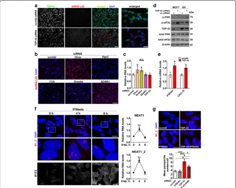 Fig. 4 Endogenous dsRNA response and type I interferon promote paraspeckle hyper-assembly in stable cell lines.IFN-inducible protein IFIT3 was used as a positive control