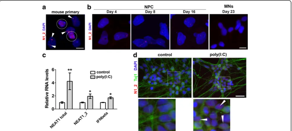 Fig. 7 A small molecule enhancer of miRNA biogenesis stimulates paraspeckle assembly in neuroblastoma cells.correction for multiple comparisons)