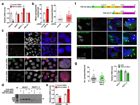 Fig. 2 TDP-43 depletion but not its cytoplasmic accumulation or aggregation stimulates paraspeckle assembly in stable cell lines.shown