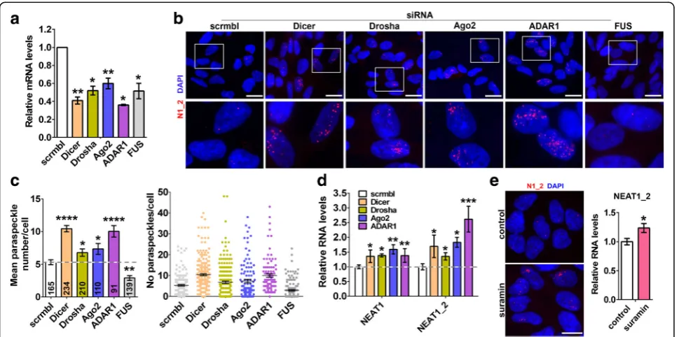 Fig. 3 Enhanced paraspeckle assembly in cells with compromised function of the miRNA pathway.suramin for 24 h before collection for RNA-FISH and qRT-PCR analysis (n = 4)