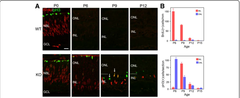 Fig. 2 Ectopic cell division in the absence of p27. a Double immunofluorescence for BrdU and phospho-histone H3 (pH3) in the wild-type (WT)and p27 knockout (KO) retinas at different postnatal ages