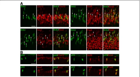 Fig. 3 Progenitor characteristics of the proliferating cells in the p27 knockout retinas at P6