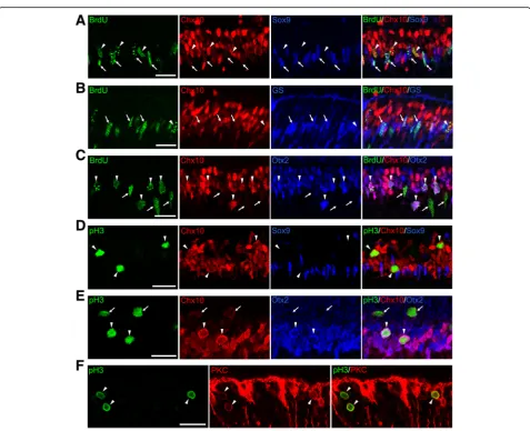 Fig. 4 Ectopic cell cycle reentry of bipolar cells and Müller glia in the p27 knockout retinas at P9