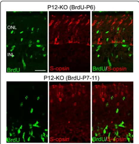 Fig. 7 Cones are not generated de novo during the period of extraproliferation in the p27 knockout (KO) retinas