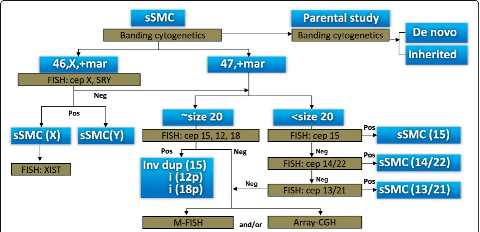 Fig. 8 The algorithm for the determination of chromosomal origin of marker chromosomes