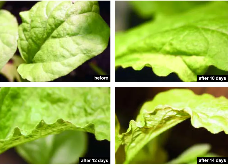Figure 7. Can a leaf that is normally flat be induced to become wavy? Here the growth hormone auxin is applied to the edge of a normally flatleaf from an eggplant, causing enhanced growth only near its margins