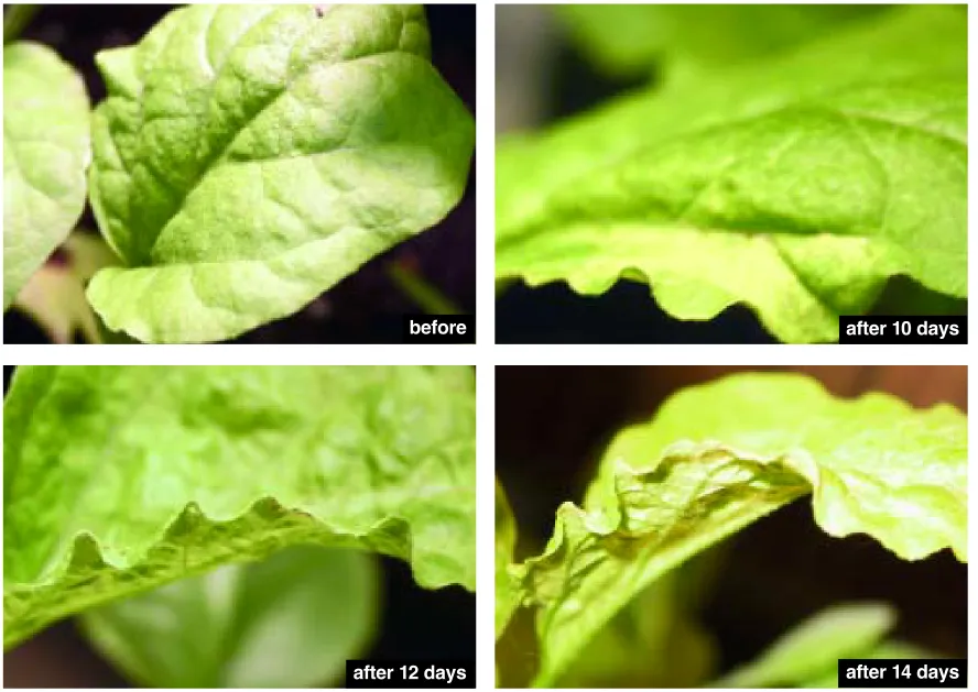 Figure 7. Can a leaf that is normally flat be induced to become wavy? Here the growth hormone auxin is applied to the edge of a normally flatleaf from an eggplant, causing enhanced growth only near its margins