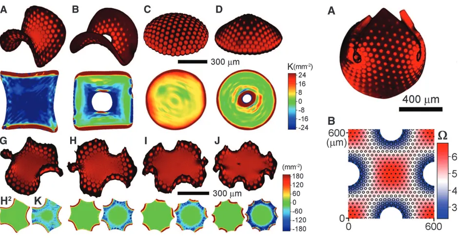 Fig. 3. n = (G) 3, (H) 4, (I) 5, and (J) 6 Nonaxisymmetric swelling patterns. (A) A 3D reconstructed image ofs minimal surfaces withthe nearly closed spherical shape formed by the metric of Eq