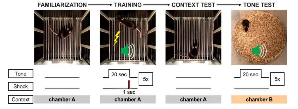 Figure 2. Protocol for associative fear conditioning. Male C57BL/6 mice are subjected to this 3 d paradigm at 6 wks post-surgery