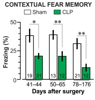Figure 4. Long-term impairment of  contextual fear memory in CLP-exposed mice. Male C57BL/6 mice are subjected to the associative fear conditioning para-digm at different post-surgical time points, and the results are grouped into three intervals