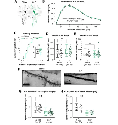 Figure 5. Altered dendritic spine density of BLA neurons in CLP-exposed mice. (A) Traces of representative Golgi-stained BLA neurons graph shows that the cumulative probability of the distribution of primary dendrites for both groups is comparable (inset s