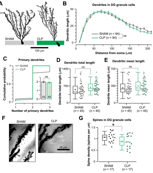 Figure 6. Altered dendritic spine density of DG neurons in CLP-exposed mice. (A) Traces of representative Golgi-stained dentate neurons the CLP group has significantly fewer spines than the sham group