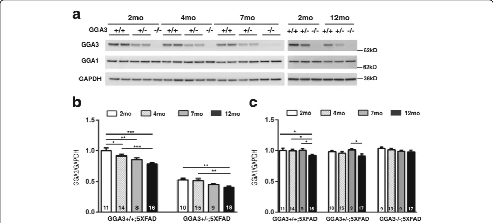 Fig. 6 GGA3 levels are reduced in the hippocampus of 5XFAD mice with age. a Representative immunoblot of hippocampus homogenates from 2, 4, 7and 12 months old GGA3WT;5XFAD, GGA3Het;5XFAD and GGA3KO;5XFAD mice probecr27d with anti-GGA3 (4167), anti-GGA1 (H-
