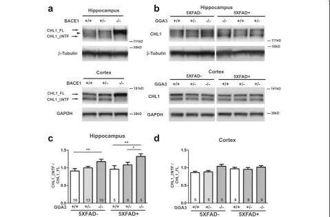 Fig. 4 BACE1-mediated cleavage of CHL1 is increased in the hippocampus of young GGA3KO and 5XFAD;GGA3KO mice.graphs represent mean ± SEM