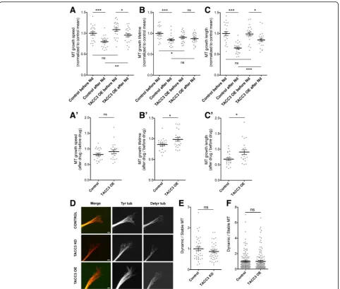 Fig. 2 TACC3 antagonizes Nocodazole-induced MT depolymerization but does not affect MT stability