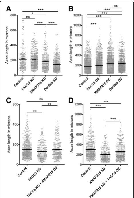 Fig. 3 TACC3 and XMAP215 interacts to promote axon outgrowth.a, b, Combinatorial reduction or elevation of TACC3 and XMAP215levels reveals synergistics in axon outgrowth
