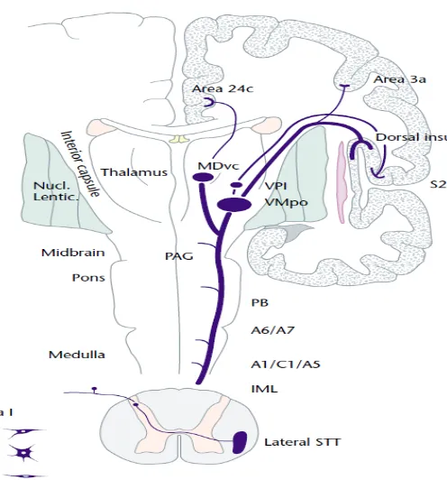 Figure 1.6 Pain pathway 