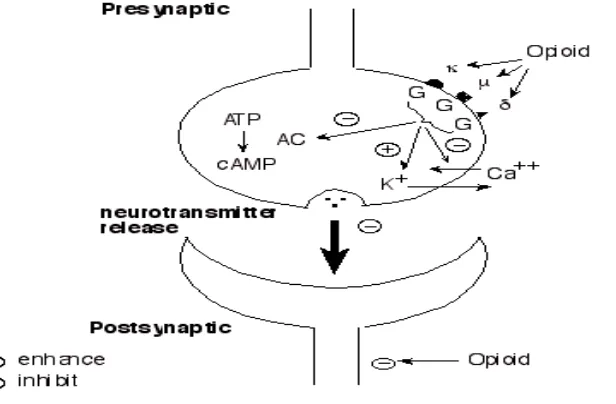 Figure 1.7 Opioid receptor transducer mechanism 