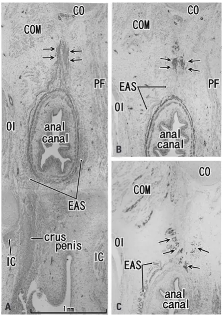 Fig. 3. Transverse sections of the anal canal and natal skin cleft (85 years old male)