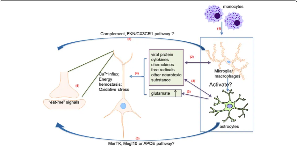 Fig. 1 Potential mechanisms of HIV-induced synaptic degeneration. (1) HIV-1 infection of the CNS initiates from transmigration of HIV-1-infectedIL-6, TNF-and pathogenically enhance synaptic activity with increased transmitter release and impaired glutamate