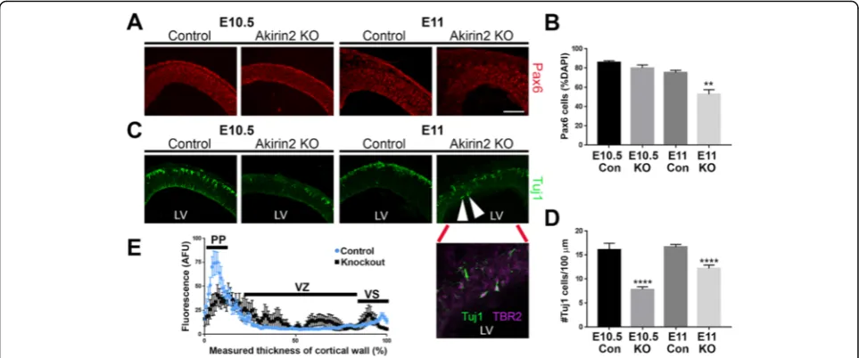 Fig. 6 Disrupted production of cortical neurons in Akirin2 knockout embryos. a, b The number of Pax6+ progenitors in the Akirin2 knockout iscomparable to controls at E10.5, but significantly reduced by E11 (a, b)