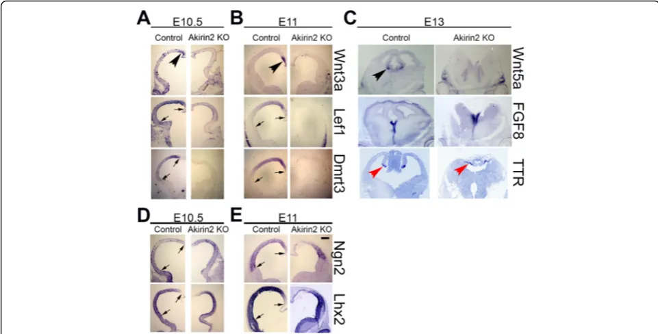 Fig. 7 Disruption of the cortical hem in the absence ofactivity at E10.5 and E11, identified by tdTomato reporter boundaries in other sections not shown.Wnt5a-positive cortical hem andAkirin2reduced or absent in the knockout cortex (both of which are wholl
