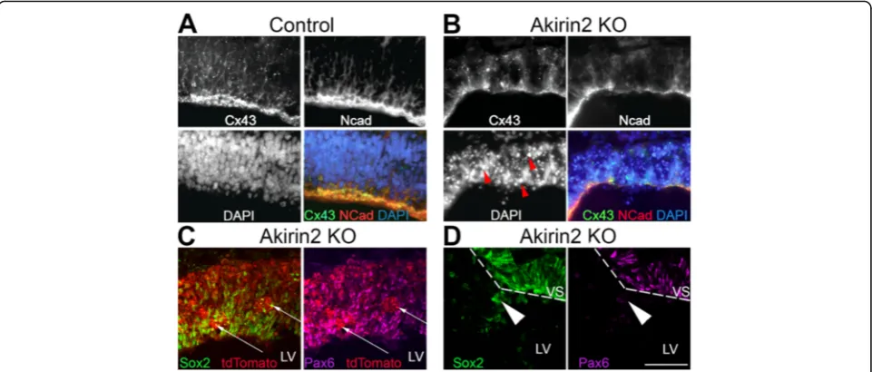 Fig. 8 Disruption of the ventricular zone apical surface in Akirin2 knockout embryos. a, b High magnification images of the control (a) and Akirin2knockout (b) ventricular zone at E11 stained for N-cadherin and connexin-43