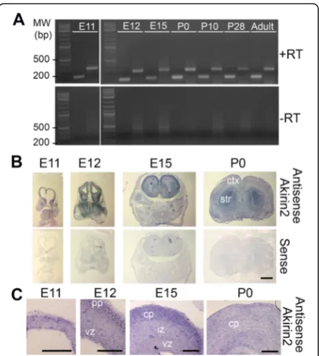 Fig. 1 The Akirin2 gene is expressed throughout cortical development.hybridization experiments utilizing an antisense riboprobe forindicate that it is expressed throughout the developing telencephalon,with high expression in the early ventricular zone (vz)