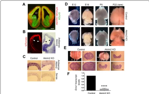 Fig. 2 Disruption of theat P16. There is no identifiable cortex or hippocampus in the knockout brain, though ventral structures appear to be present (note, for example, theprominent mammillary bodies in the lower right image).probe set foreminence; LV, lat
