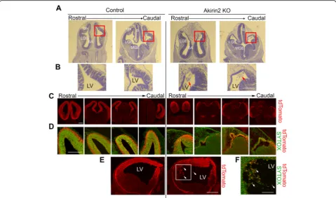 Fig. 3 Severe loss of cortical tissue in Akirin2 knockout embryos. a Hematoxylin and eosin staining of coronal sections of control and Akirin2 knockoutcortex (ctx) at E12, shown at two locations on the rostro-caudal axis
