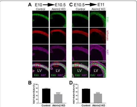 Fig. 5 Cell cycle analysis of cortical progenitors in Akirin2 knockout embryos. Pregnant dams were injected with EdU at E10 and embryoscollected 12 h later at E10.5 (a, b), or injected at E10.5 and embryos collected 12 h later at E11 (c, d)