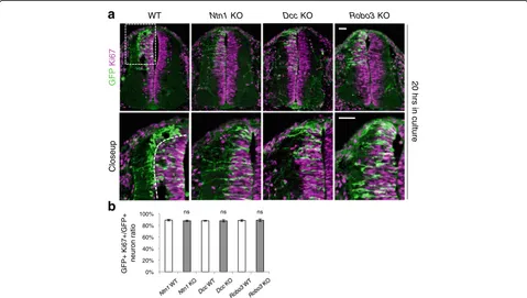 Fig. 3 Cell proliferation state in neuroprogenitors in Ntn1, Dcc, and Robo3 knockouts