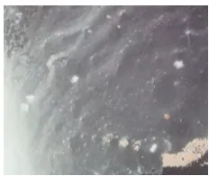 Figure 7. Picture of extracted PHAs. 