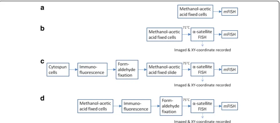 Fig. 2 Workflow combining and comparing mFISH, cenFISH and CENP-IF. a Standard mFISH as suggested by MetaSystems