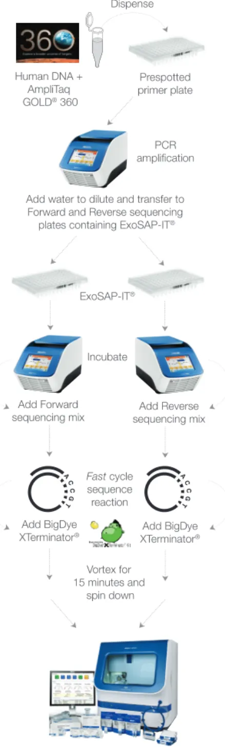 Figure 1. Direct Sequencing Workflow for BRCA1  and BRCA2 Analysis in Plate Format. 