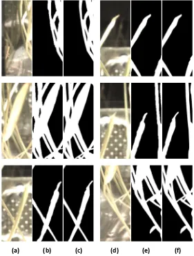 Figure 7. Plant images segmentation results in details. (a) (d) plant image, (b) (e) segmentation results, (c) (f) ground truth