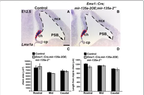 Fig. 7 mir-135a-2OE in mice heterozygous for endogenous mir-135a-2. a-b ish showing Lmx1a expression in E12.5 control (Emx1::Cre;mir-135a-2+/-a) and mutant (Emx1::Cre;mir-135a-2OE;mir-135a-2+/-) (b) brains