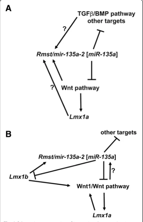Fig. 8 Schematic representation of interactions betweenexpression. However, these interactions remain to be demonstrated.Ultimately, this complex network of positive and negative interactionsplays a role in determining proper dorsal forebrain size (cortica