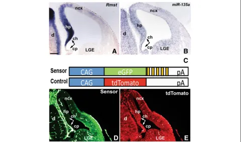 Fig. 1 Rmst and miR-135a(and tdTomato control constructs represented in expression and activity in the embryonic dorsal forebrain
