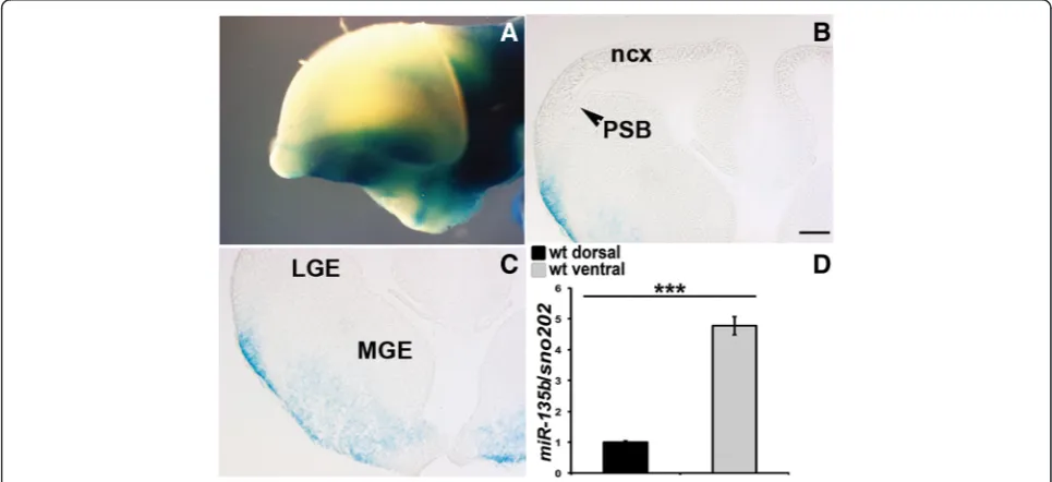 Fig. 5 miR-135b expression in the embryonic forebrain. a-c Xgal staining of E12.5 whole mount (lateral view) (a) and E12.5 coronal sections (b-c),showing expression of lacZ exclusively in the ventral forebrain of mir-135bflox/+ mice harboring a LacZ report