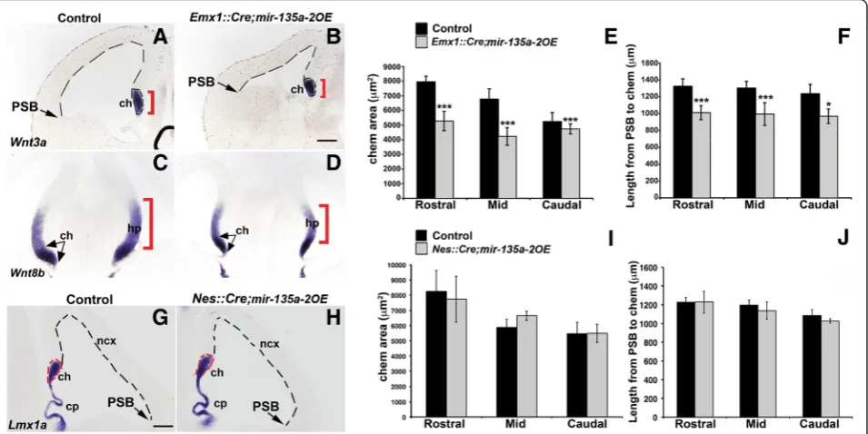 Fig. 6 Early, but not late, mir-135a-2OE resembles mutants with Wnt deficits. a-d Coronal sections of E12.5 control (mir-135a-2OE) and mutant(Emx1::Cre;mir-135a-2OE) brains